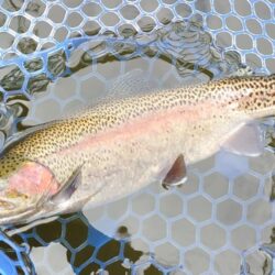 シビアなアタリを掛ける ～岡崎トラウトポン…